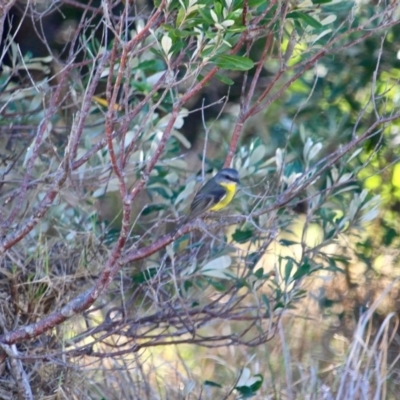 Eopsaltria australis (Eastern Yellow Robin) at Murrah, NSW - 25 Jun 2018 by RossMannell