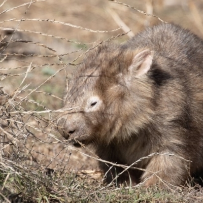 Vombatus ursinus (Common wombat, Bare-nosed Wombat) at Stony Creek - 15 Jul 2018 by CedricBear