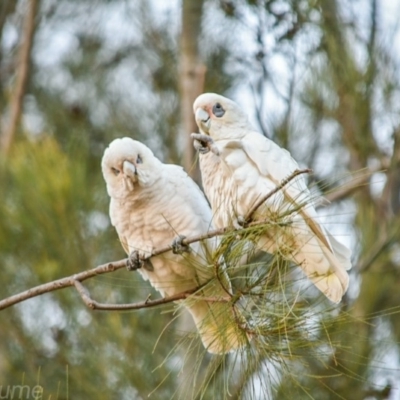 Cacatua sanguinea (Little Corella) at Greenway, ACT - 15 Jul 2018 by frostydog