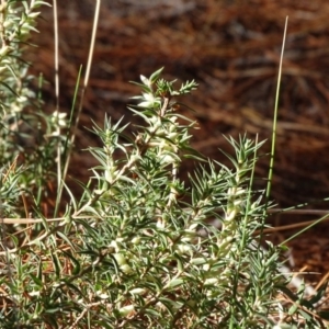 Melichrus urceolatus at Isaacs, ACT - 15 Jul 2018 02:05 PM