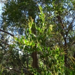 Acacia buxifolia subsp. buxifolia (Box-leaf Wattle) at Jerrabomberra, ACT - 15 Jul 2018 by Mike