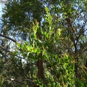 Acacia buxifolia subsp. buxifolia at Jerrabomberra, ACT - 15 Jul 2018