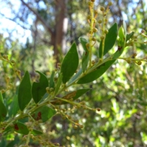 Acacia buxifolia subsp. buxifolia at Jerrabomberra, ACT - 15 Jul 2018 01:50 PM