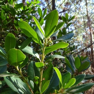 Arbutus unedo (Strawberry Tree) at Jerrabomberra, ACT - 15 Jul 2018 by Mike