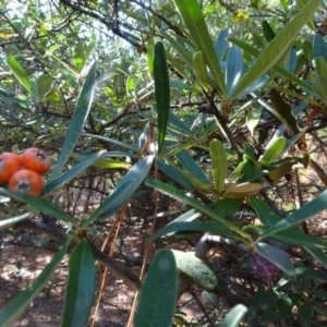 Pyracantha angustifolia at Jerrabomberra, ACT - 15 Jul 2018 01:41 PM