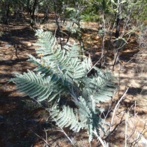 Acacia dealbata at Jerrabomberra, ACT - 15 Jul 2018