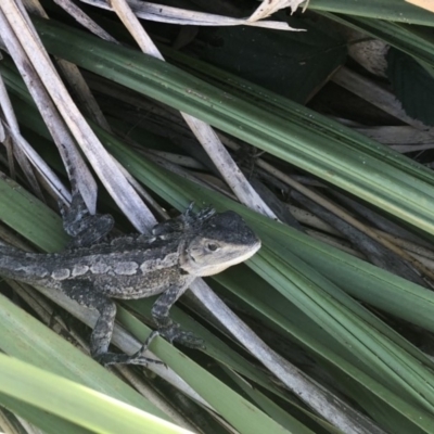 Amphibolurus muricatus (Jacky Lizard) at Bawley Point, NSW - 13 Jan 2018 by Winston