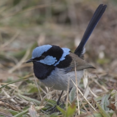 Malurus cyaneus (Superb Fairywren) at Lyneham, ACT - 15 Jul 2018 by Alison Milton