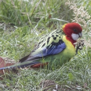 Platycercus eximius at Lyneham, ACT - 15 Jul 2018