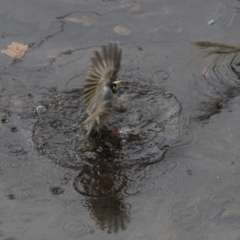 Manorina melanocephala (Noisy Miner) at Lyneham, ACT - 15 Jul 2018 by Alison Milton