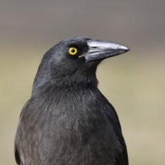 Strepera graculina (Pied Currawong) at Lyneham, ACT - 15 Jul 2018 by AlisonMilton