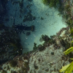 Sagmariasus verreauxi (Green Rock Lobster (Fao)) at Bawley Point, NSW - 17 Jan 2017 by Winston