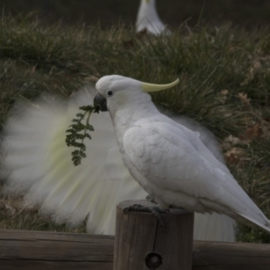 Cacatua galerita at Lyneham, ACT - 15 Jul 2018