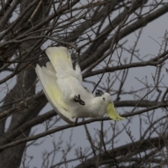 Cacatua galerita at Lyneham, ACT - 15 Jul 2018