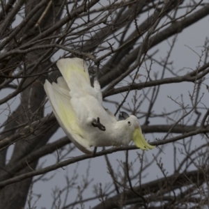 Cacatua galerita at Lyneham, ACT - 15 Jul 2018