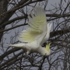 Cacatua galerita at Lyneham, ACT - 15 Jul 2018