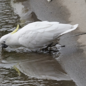 Cacatua galerita at Lyneham, ACT - 15 Jul 2018