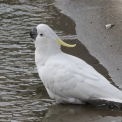 Cacatua galerita at Lyneham, ACT - 15 Jul 2018