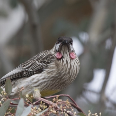 Anthochaera carunculata (Red Wattlebird) at Lyneham, ACT - 15 Jul 2018 by Alison Milton