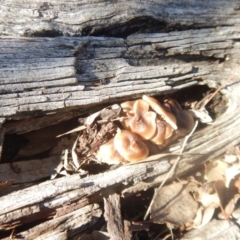 zz agaric (stem; gills white/cream) at Majura, ACT - 15 Jul 2018