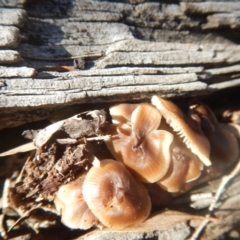 zz agaric (stem; gills white/cream) at Majura, ACT - 15 Jul 2018