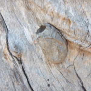 Opodiphthera (genus) at Majura, ACT - 15 Jul 2018 01:17 PM