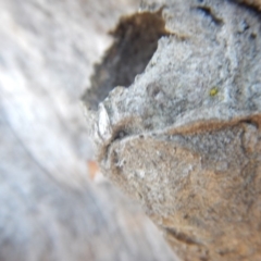 Opodiphthera sp. (genus) at Majura, ACT - 15 Jul 2018