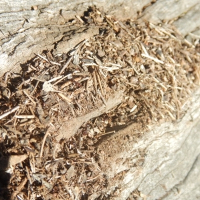 Papyrius sp (undescribed) (Hairy Coconut Ant) at Pialligo, ACT - 15 Jul 2018 by MichaelMulvaney