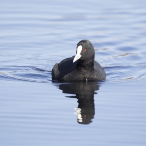 Fulica atra at Lyneham Wetland - 15 Jul 2018