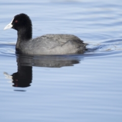 Fulica atra at Lyneham Wetland - 15 Jul 2018 11:49 AM