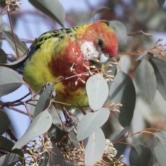 Platycercus eximius (Eastern Rosella) at Lyneham, ACT - 15 Jul 2018 by Alison Milton