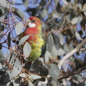 Platycercus eximius at Lyneham, ACT - 15 Jul 2018