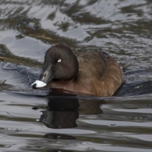 Aythya australis at Lyneham, ACT - 15 Jul 2018 11:30 AM