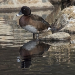 Aythya australis at Lyneham, ACT - 15 Jul 2018