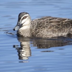 Anas superciliosa at Lyneham Wetland - 15 Jul 2018 11:49 AM