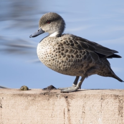 Anas gracilis (Grey Teal) at Lyneham, ACT - 15 Jul 2018 by AlisonMilton