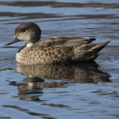 Anas gracilis at Lyneham, ACT - 15 Jul 2018 12:04 PM