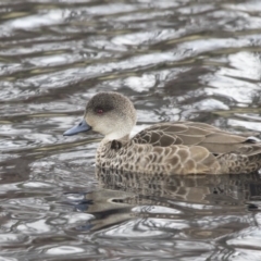 Anas gracilis at Lyneham, ACT - 15 Jul 2018 12:04 PM