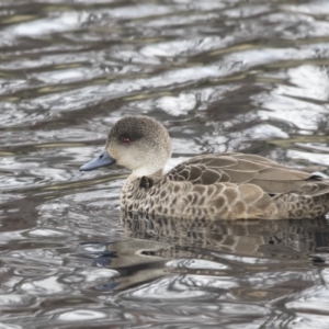 Anas gracilis at Lyneham, ACT - 15 Jul 2018