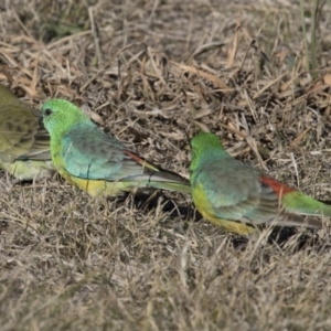 Psephotus haematonotus at Dunlop, ACT - 13 Jul 2018