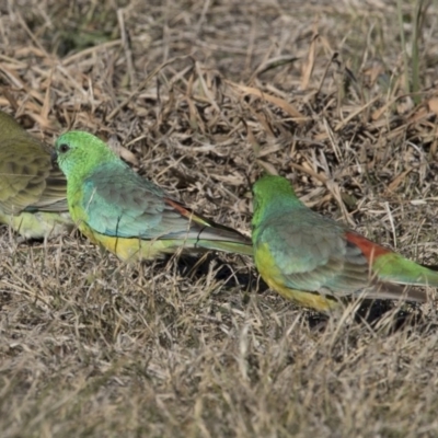 Psephotus haematonotus (Red-rumped Parrot) at Dunlop, ACT - 13 Jul 2018 by AlisonMilton