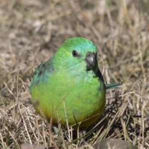 Psephotus haematonotus at Dunlop, ACT - 13 Jul 2018