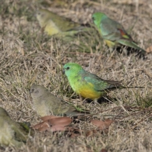 Psephotus haematonotus at Dunlop, ACT - 13 Jul 2018