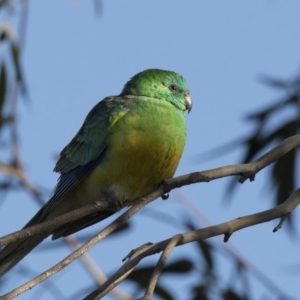 Psephotus haematonotus at Dunlop, ACT - 13 Jul 2018