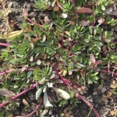 Portulaca oleracea (Pigweed, Purslane) at Michelago, NSW - 30 May 2017 by Illilanga