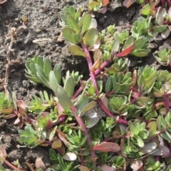 Portulaca oleracea at Michelago, NSW - 30 May 2017