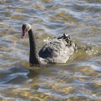 Cygnus atratus (Black Swan) at Dunlop, ACT - 13 Jul 2018 by AlisonMilton