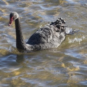 Cygnus atratus at Dunlop, ACT - 13 Jul 2018