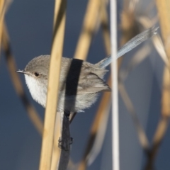 Malurus cyaneus (Superb Fairywren) at West Belconnen Pond - 13 Jul 2018 by Alison Milton