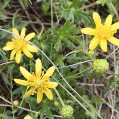 Ranunculus papulentus (Large River Buttercup) at Michelago, NSW - 26 Oct 2017 by Illilanga